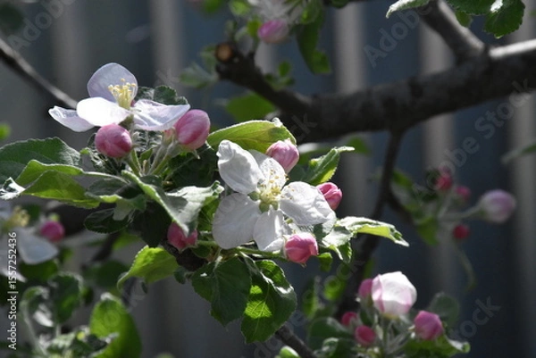 Obraz Nature's Bounty: Ripe Apple and Green Leaves on the Tree Branch
