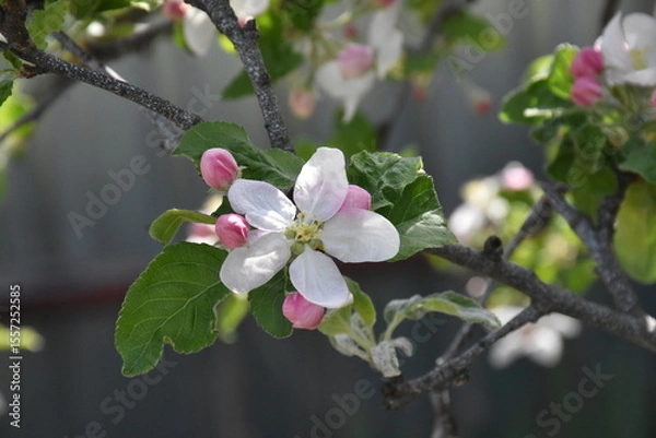 Obraz Nature's Bounty: Ripe Apple and Green Leaves on the Tree Branch

