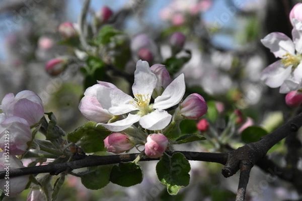 Obraz Nature's Bounty: Ripe Apple and Green Leaves on the Tree Branch
