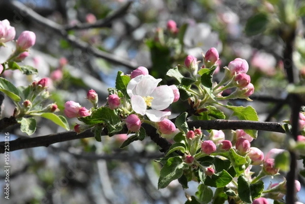 Obraz Nature's Bounty: Ripe Apple and Green Leaves on the Tree Branch
