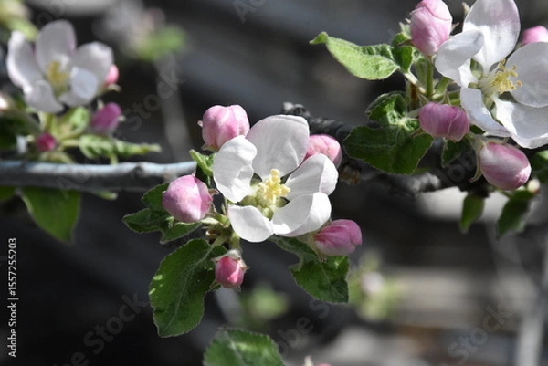 Obraz Nature's Bounty: Ripe Apple and Green Leaves on the Tree Branch
