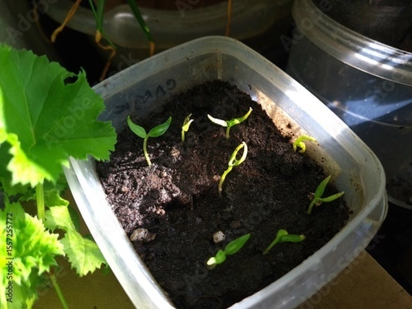 Obraz New Beginnings in the Garden
