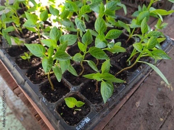 Obraz New Beginnings in the Garden
