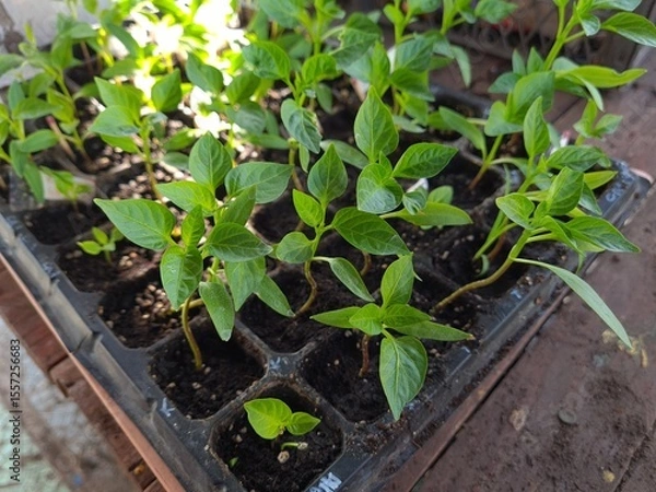 Obraz New Beginnings in the Garden
