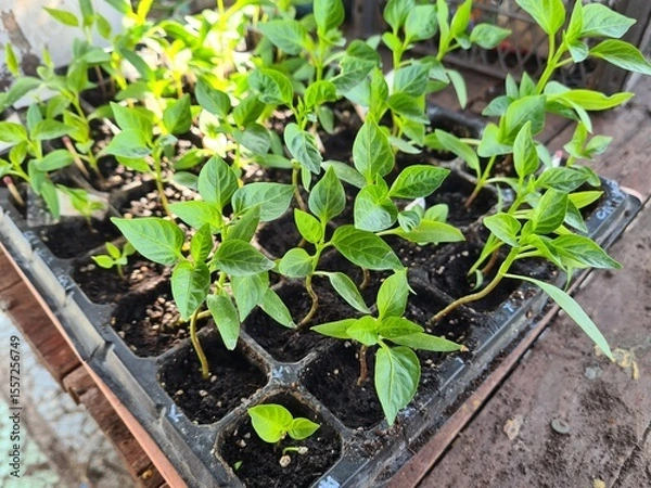 Obraz New Beginnings in the Garden
