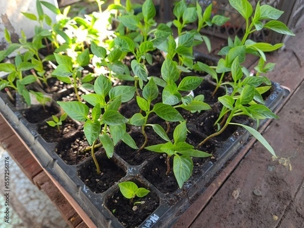 Obraz New Beginnings in the Garden
