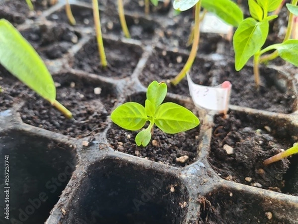 Obraz New Beginnings in the Garden
