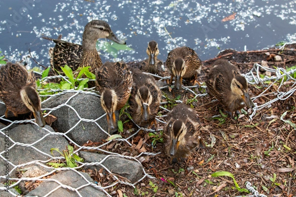 Obraz Ducks Foraging Near Water on a Sunny Day in the Park