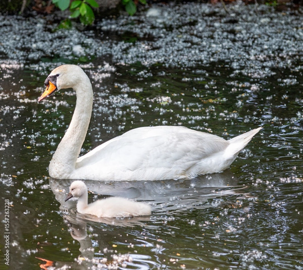 Obraz Mother Swan Swims Gracefully With Her Cygnet in Calm Water