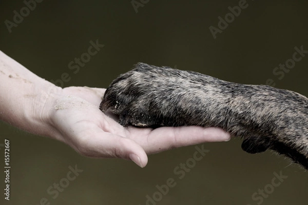 Obraz Mensch und Hund