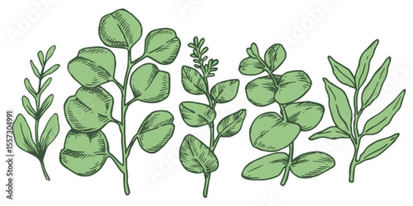 Fototapeta Set of tropical green eucalyptus leaves. Vector illustration in sketch style