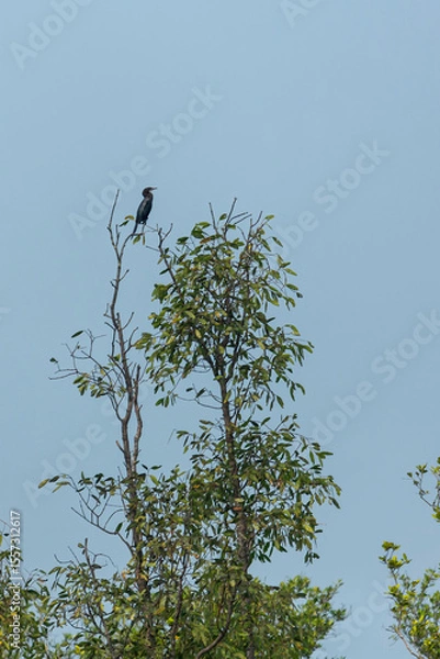 Fototapeta Dark-colored Little Cormorant (Phalacrocorax niger) bird perched on a tree branch against a pale blue sky, tranquil nature scene.