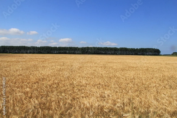 Fototapeta a large barley field with yellow ripe ears and a row of trees and blue sky in the background in summer