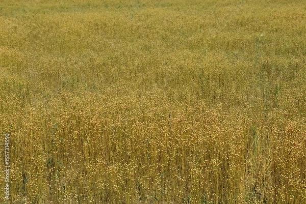Fototapeta a group ripe flax plants in a field in the dutch countryside in summer closeup