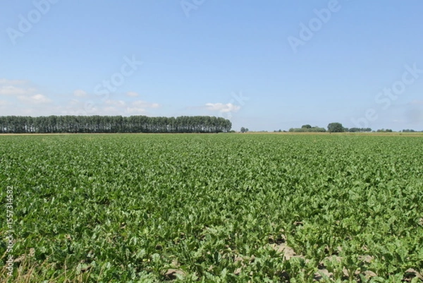 Fototapeta a green field with sugar beets in the dutch countryside in summer and a blue sky