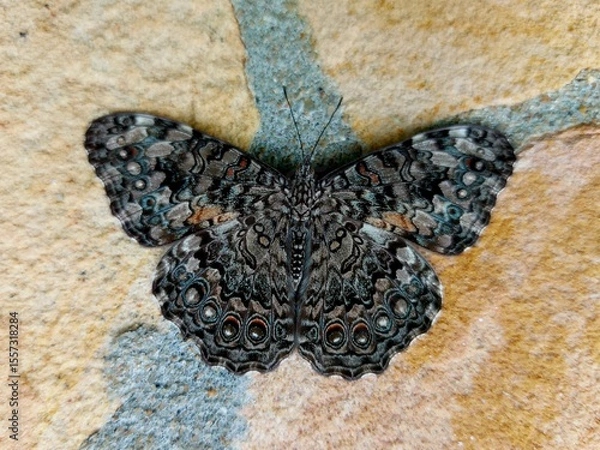 Fototapeta Beautiful butterfly resting on a stone wall, showing its intricate wing pattern