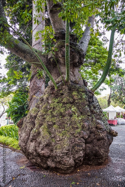 Fototapeta View of silk floss tree in Municipal Garden after rain in Funchal, Madeira, Portugal