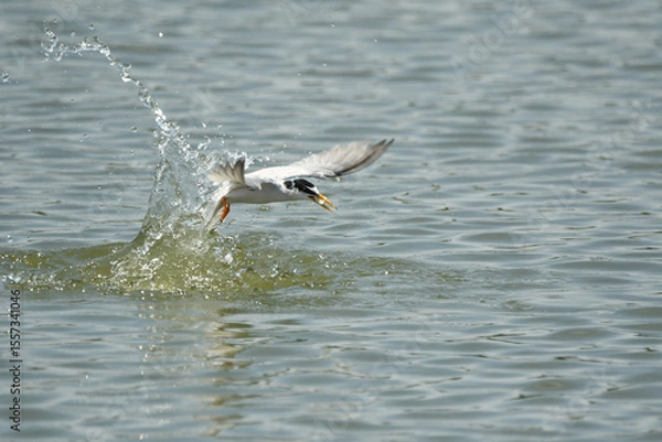 Obraz 小魚を捕らえたコアジサシ