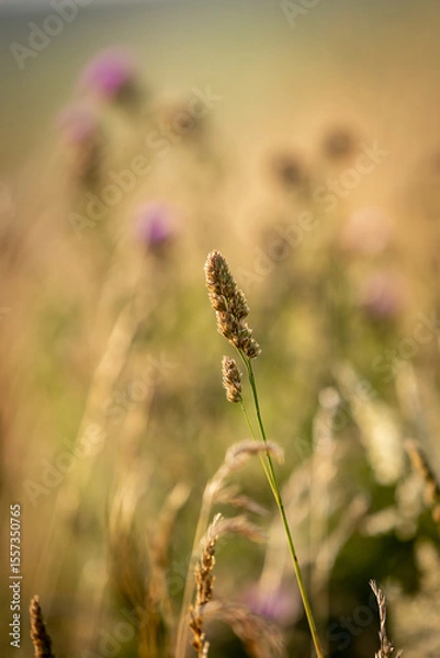 Obraz A close up of orchard grass with evening light and a shallow depth of field