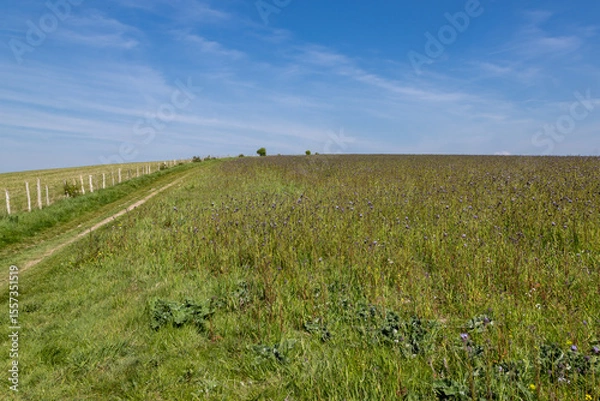 Obraz Looking over a wildflower meadow in the South Downs, with a blue sky overhead