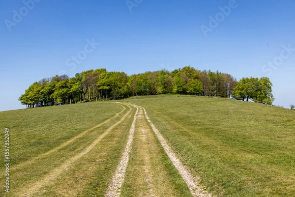 Obraz A pathway leading towards Chanconbury Ring in the South Downs, on a sunny spring day