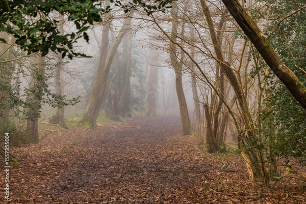 Obraz Atmospheric misty woodland in Sussex, on a late winter's day
