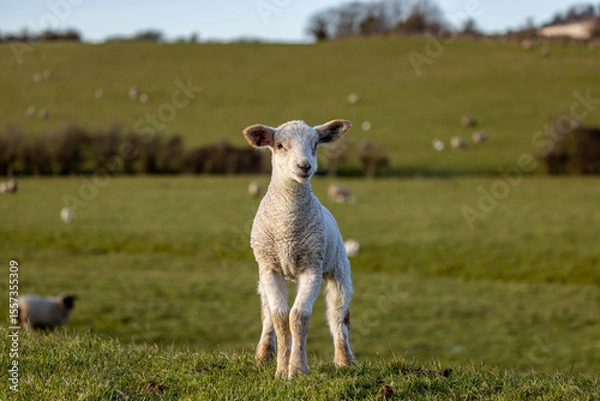 Obraz A lamb in rural Sussex on a sunny spring day