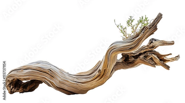 Fototapeta Natural Driftwood Branch Isolated on White Background
