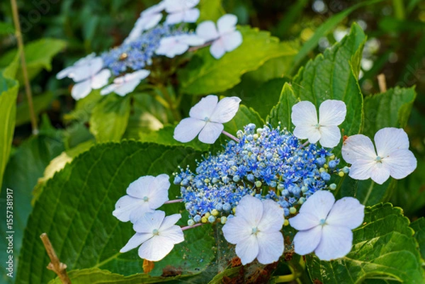 Fototapeta 青いガクアジサイ