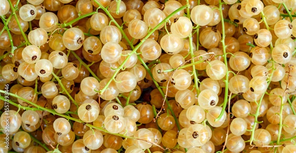 Fototapeta Clusters of translucent white currants are tightly packed together, showcasing their spherical shape and light golden hue. The bright green stems contrast with the glossy berries.