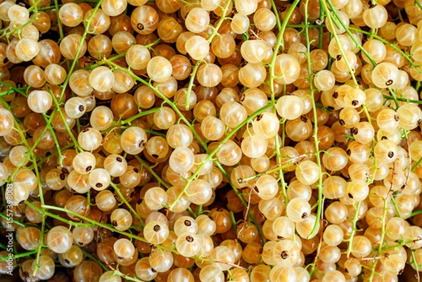 Fototapeta Dense cluster of ripe white currants fills the picture,highlighting their translucent, golden color and delicate green stems.Berries are tightly packed and shiny, suggesting freshness and juiciness.