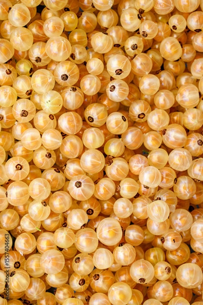 Fototapeta The golden currant berries are closely packed together, creating a visually rich and warm composition.Their translucent skin lets light through, highlighting their shiny surface and intricate details.