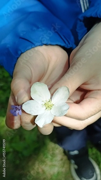 Fototapeta A child gently holds a pair of delicate spring flowers, highlighting nature s beauty. The contrast of the tiny blossoms against green grass is charming and peaceful, perfect for nature prints.