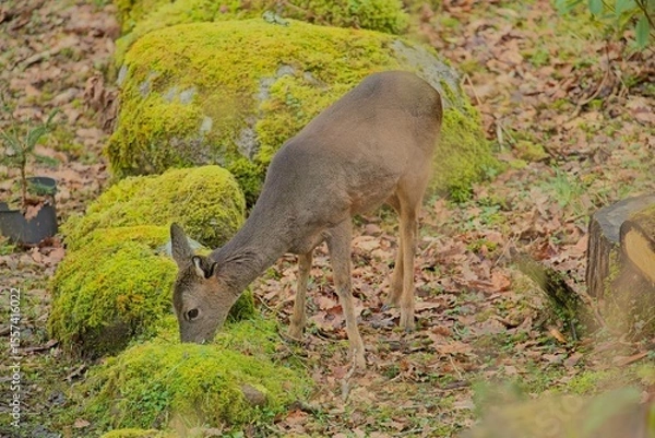 Obraz Roe Deer (Capreolus capreolus)