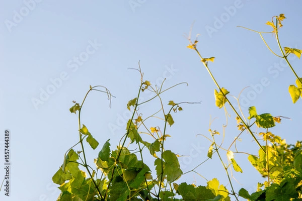 Obraz Vines laden with green leaves reach upward, basking in sunlight under a clear blue sky in the late afternoon