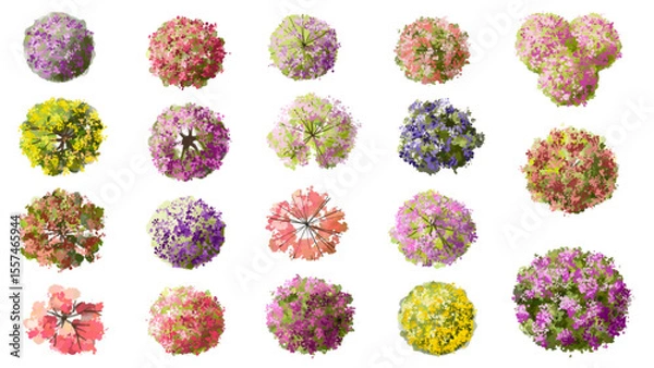 Fototapeta Vector watercolor of blooming tree top view isolated on white background for landscape plan and architecture drawing, elements for environment and garden,botanical elements ,blooming flower in spring