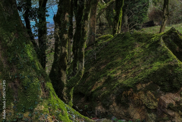 Fototapeta Moss covered trees and rocks