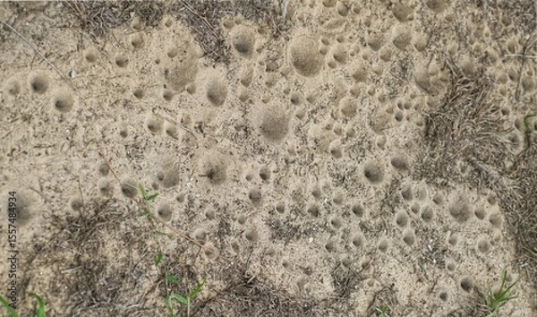Fototapeta ant lion - larval form possibly myrmeleon immaculatus - view of cone shaped, conical, pit fall traps in Florida sugar sand.  small insect trapped in bottom
