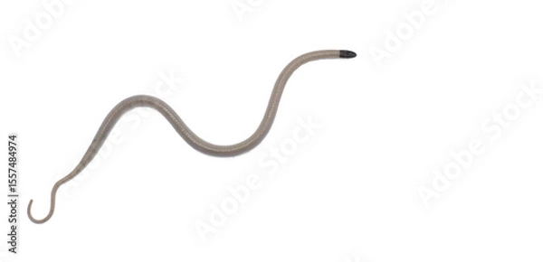 Fototapeta Central Florida Crowned Snake - Tantilla relicta neilli - a small slender snake that is tan or light brown with a black head, chin, and back of neck. A light spot occurs on each side of the lower neck