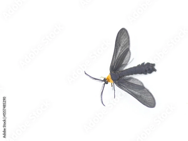 Fototapeta grapeleaf skeletonizer moth caterpillar - Harrisina americana - common in eastern half of United States, defoliating grapes, especially Virginia creeper isolated on white background front face view