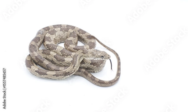 Fototapeta Eastern or gray ratsnake - Pantherophis spiloides or alleghaniensis is a nonvenomous constrictor snake native to North America. It's one of the longest snakes in the continent. Isolated on white
