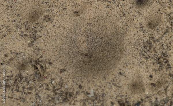 Fototapeta ant lion - larval form possibly myrmeleon immaculatus - view of cone shaped, conical, pit fall traps in Florida sugar sand.  small insect trapped in bottom