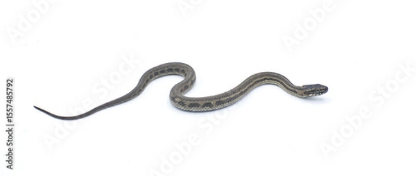 Fototapeta Gulf salt marsh snake - Nerodia clarkii - is a species of semi-aquatic, nonvenomous, colubrid snake found in the southeastern United States. Isolated on white background with copy space