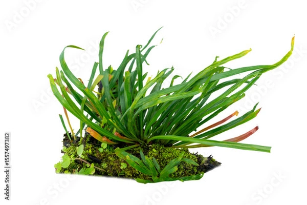 Obraz Isolated Fern Plant with Root. Transparent PNG for Botanical Design