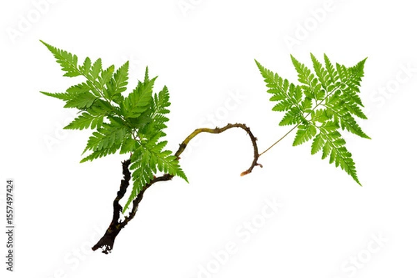 Obraz Isolated Fern Plant with Root. Transparent PNG for Botanical Design