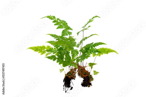Obraz Isolated Fern Plant with Root. Transparent PNG for Botanical Design