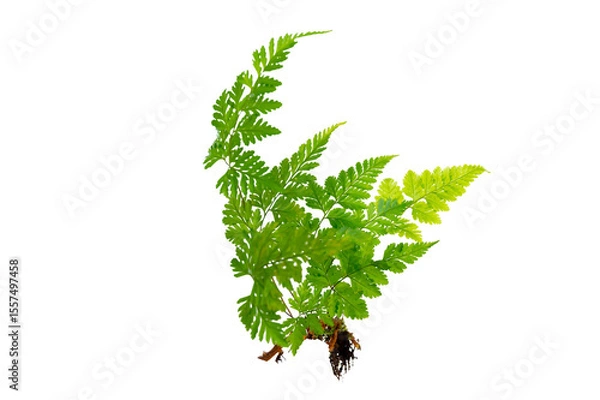 Obraz Isolated Fern Plant with Root. Transparent PNG for Botanical Design