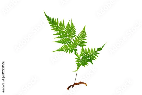 Obraz Isolated Fern Plant with Root. Transparent PNG for Botanical Design