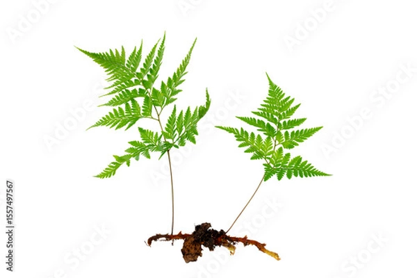 Obraz Isolated Fern Plant with Root. Transparent PNG for Botanical Design
