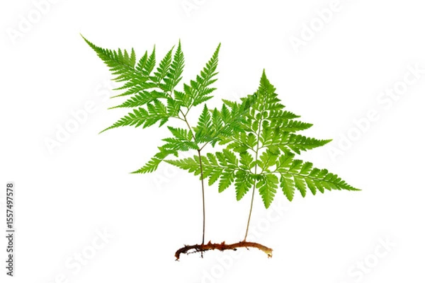 Obraz Isolated Fern Plant with Root. Transparent PNG for Botanical Design